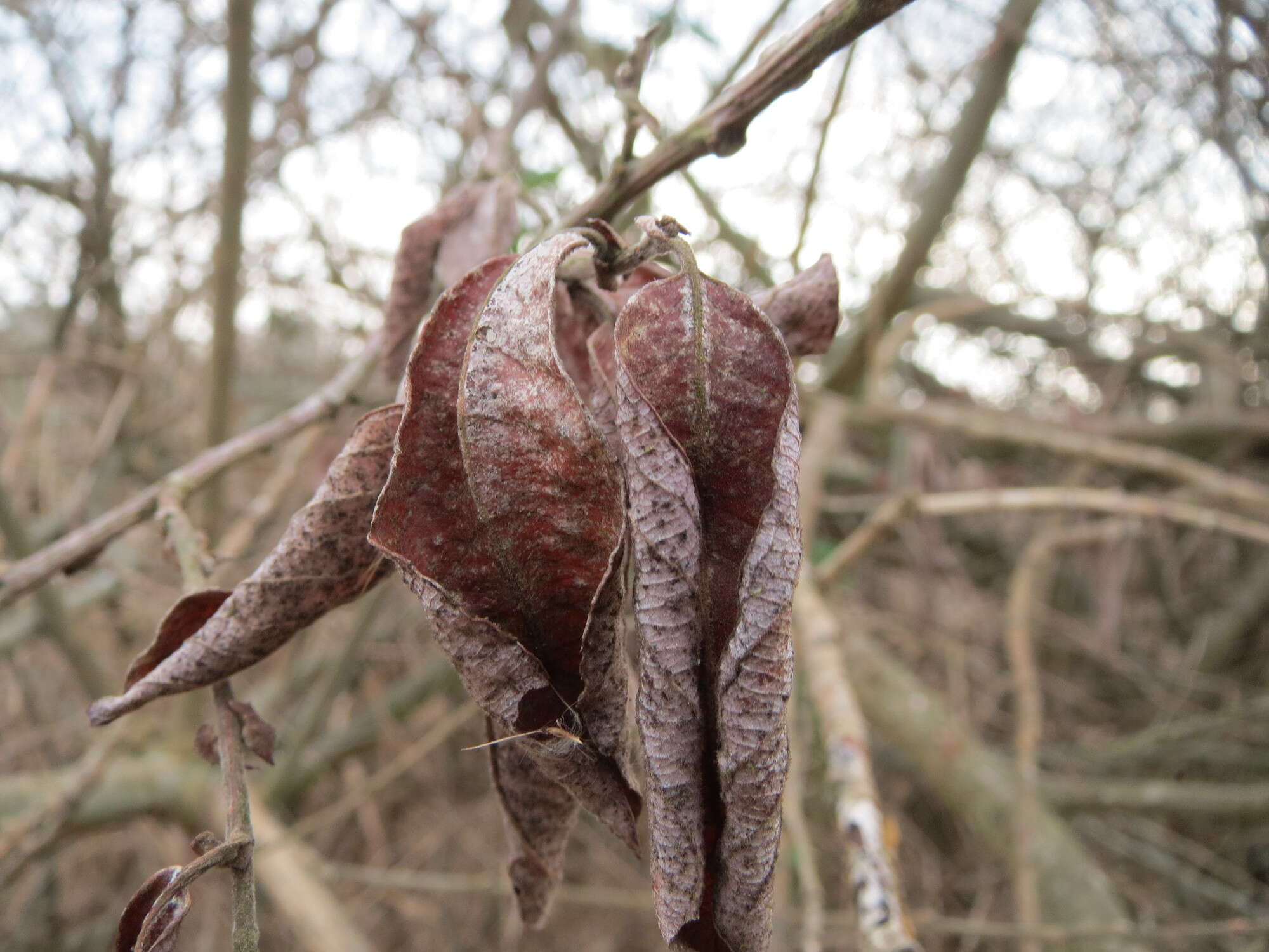 Image of Grey Willow