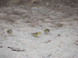 Image of Sudan Golden Sparrow