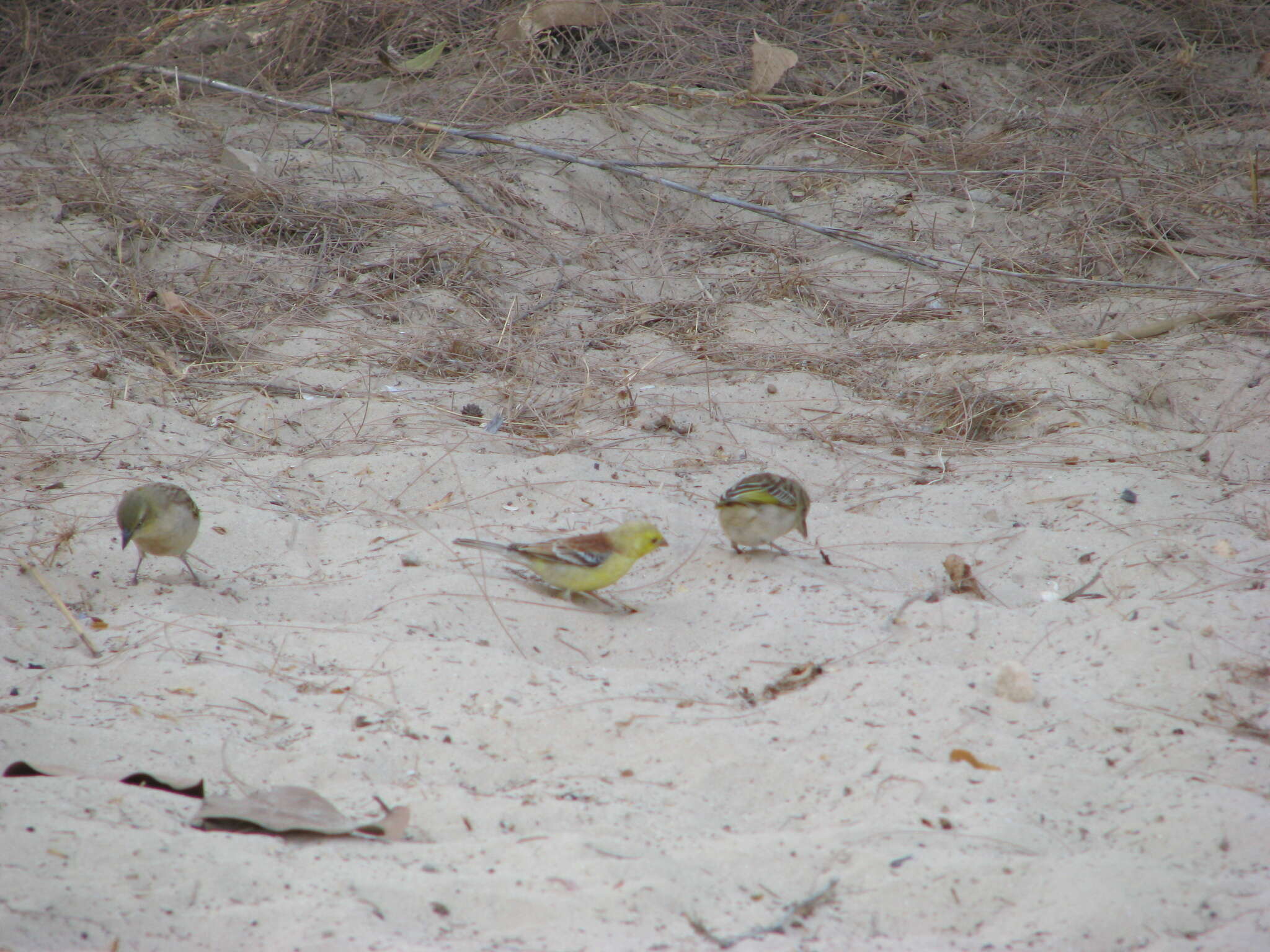 Image of Sudan Golden Sparrow