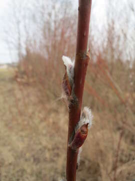 Image of purple willow