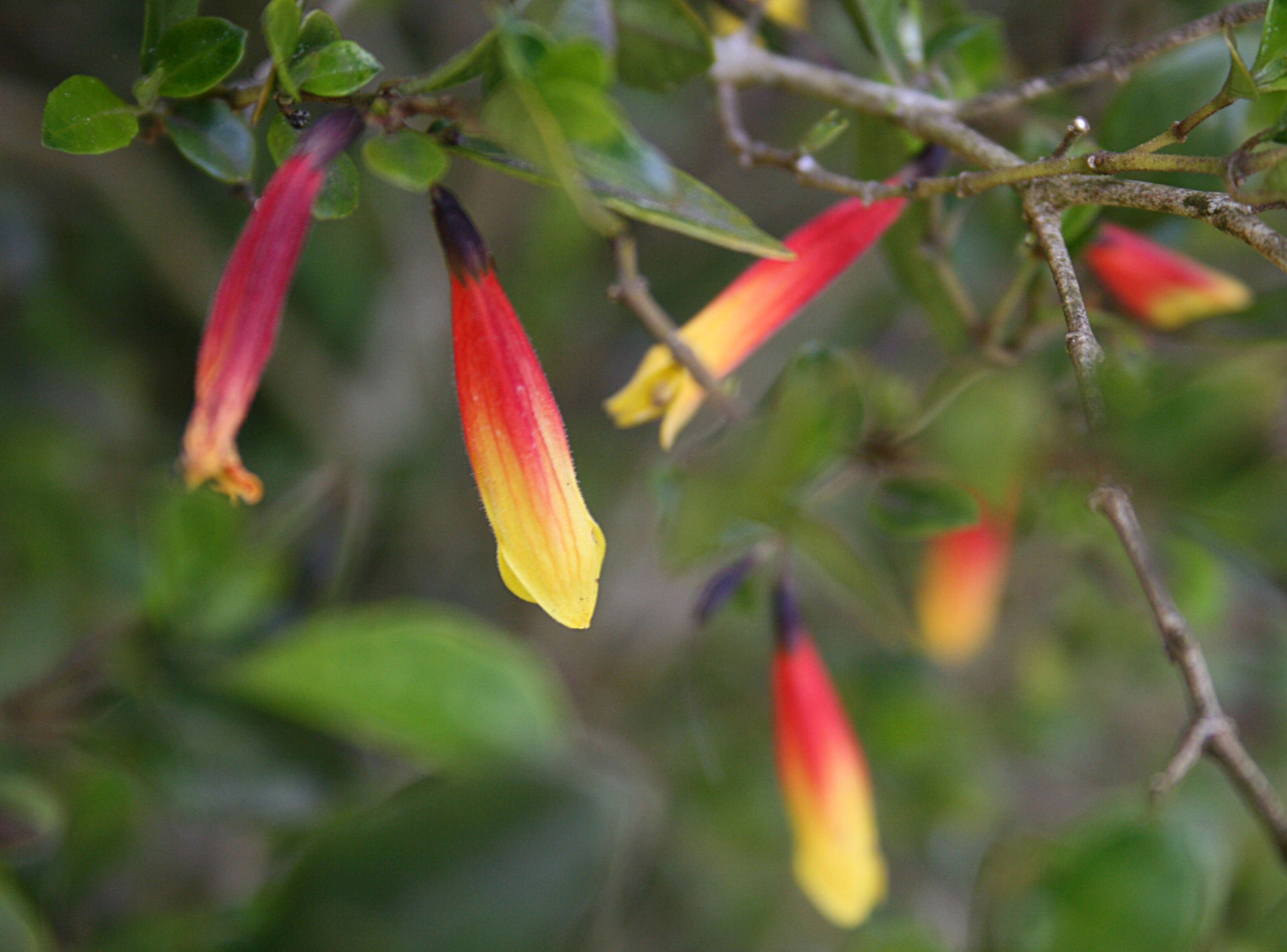 Image of Justicia floribunda (C. Koch) D. C. Wassh.