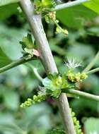 Imagem de Acalypha glabrata Thunb.