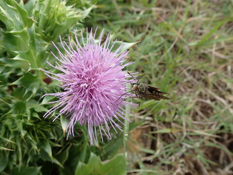 Image of Cirsium maritimum Makino