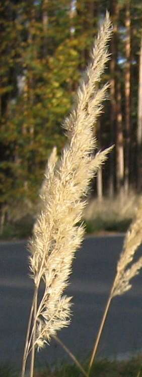 Imagem de Calamagrostis epigejos (L.) Roth