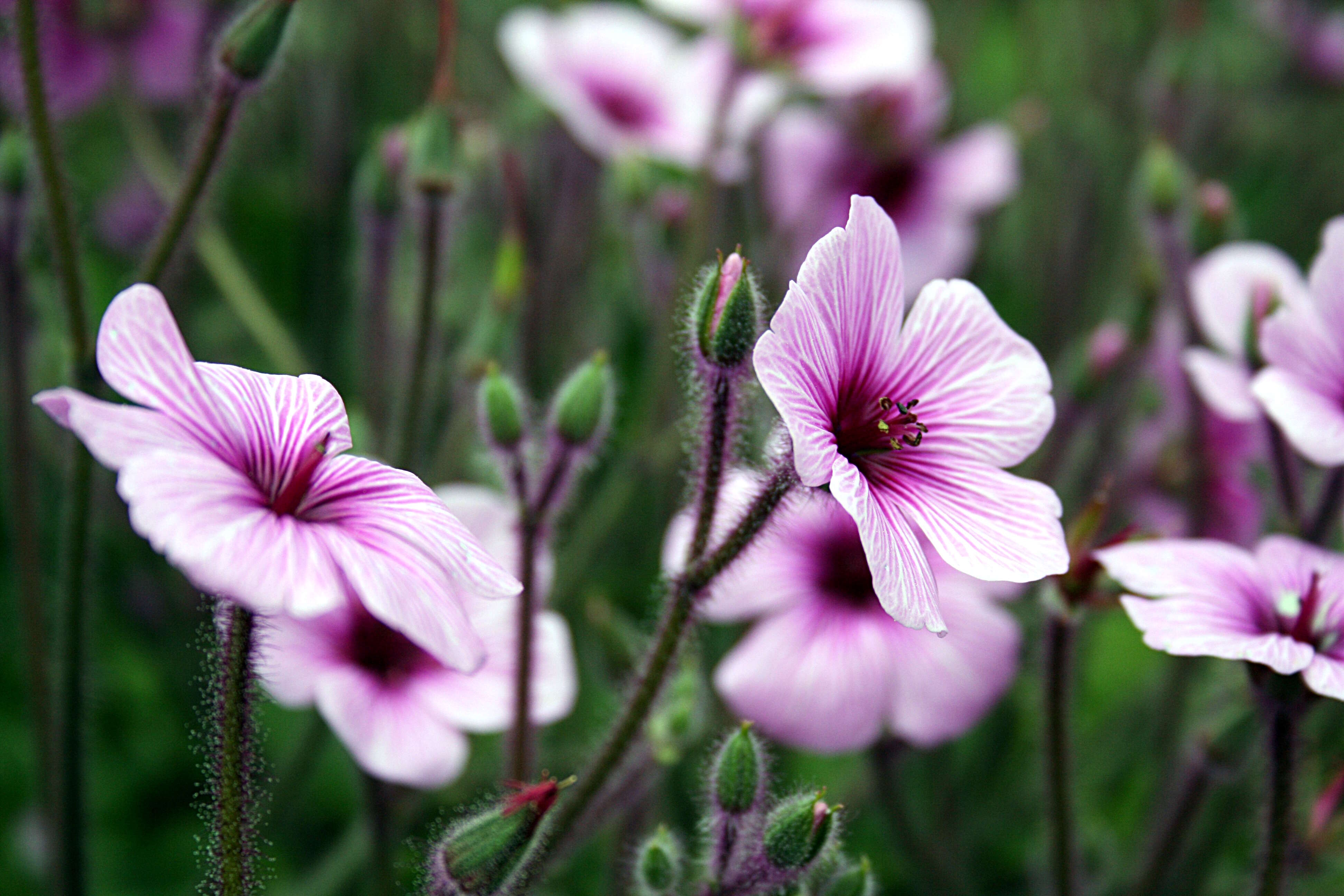 Image of Madiera cranesbill