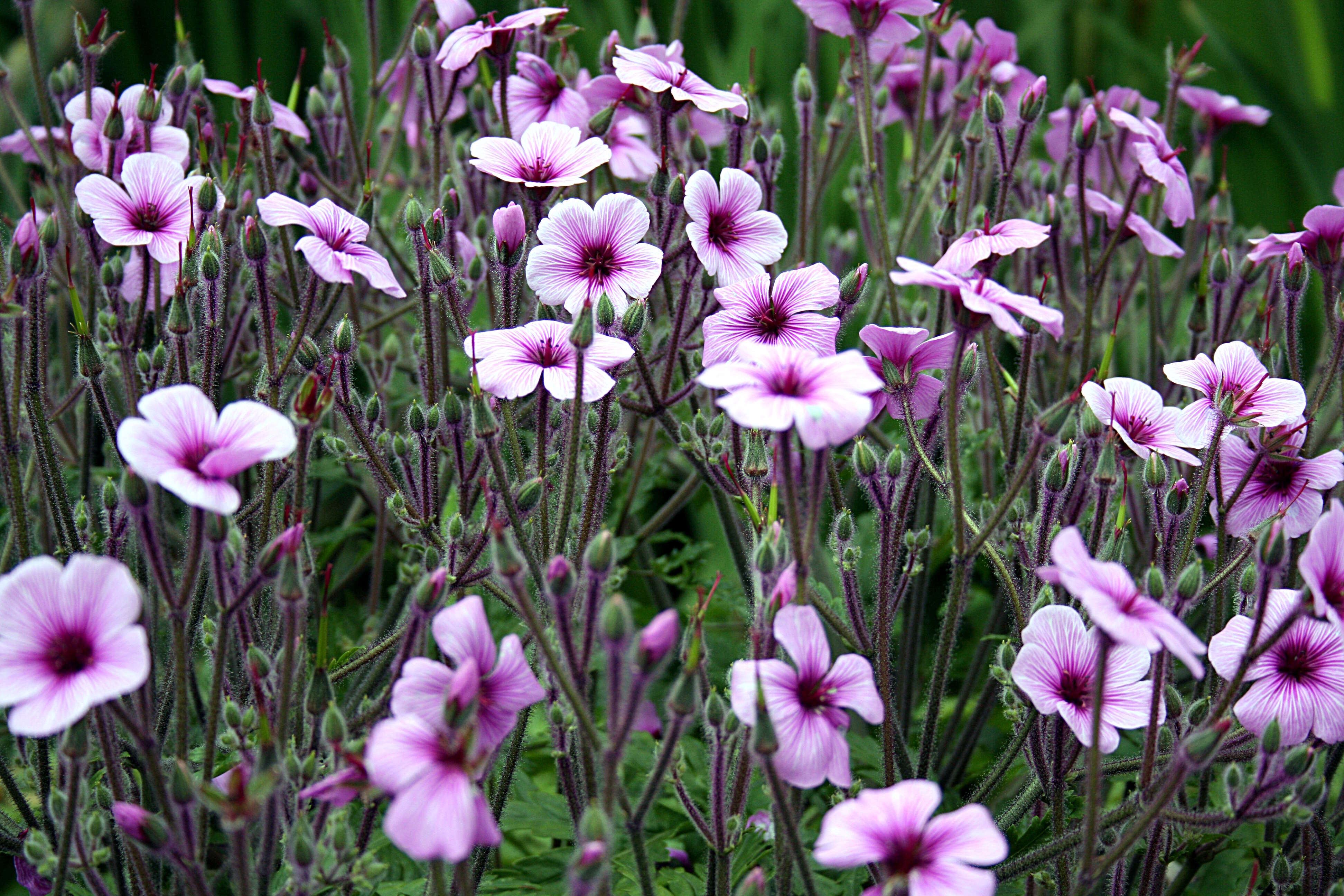 Image of Madiera cranesbill