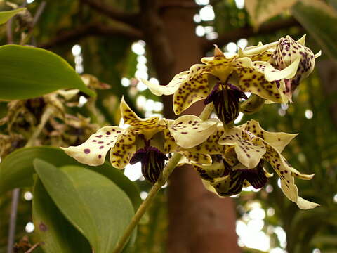 Image of Black blood-red Dendrobium