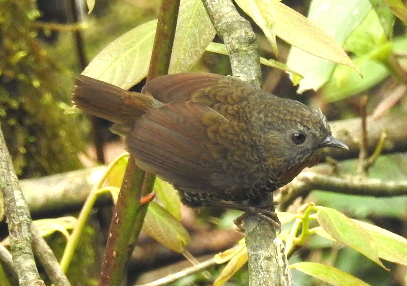 Image of Mishmi Wren-babbler