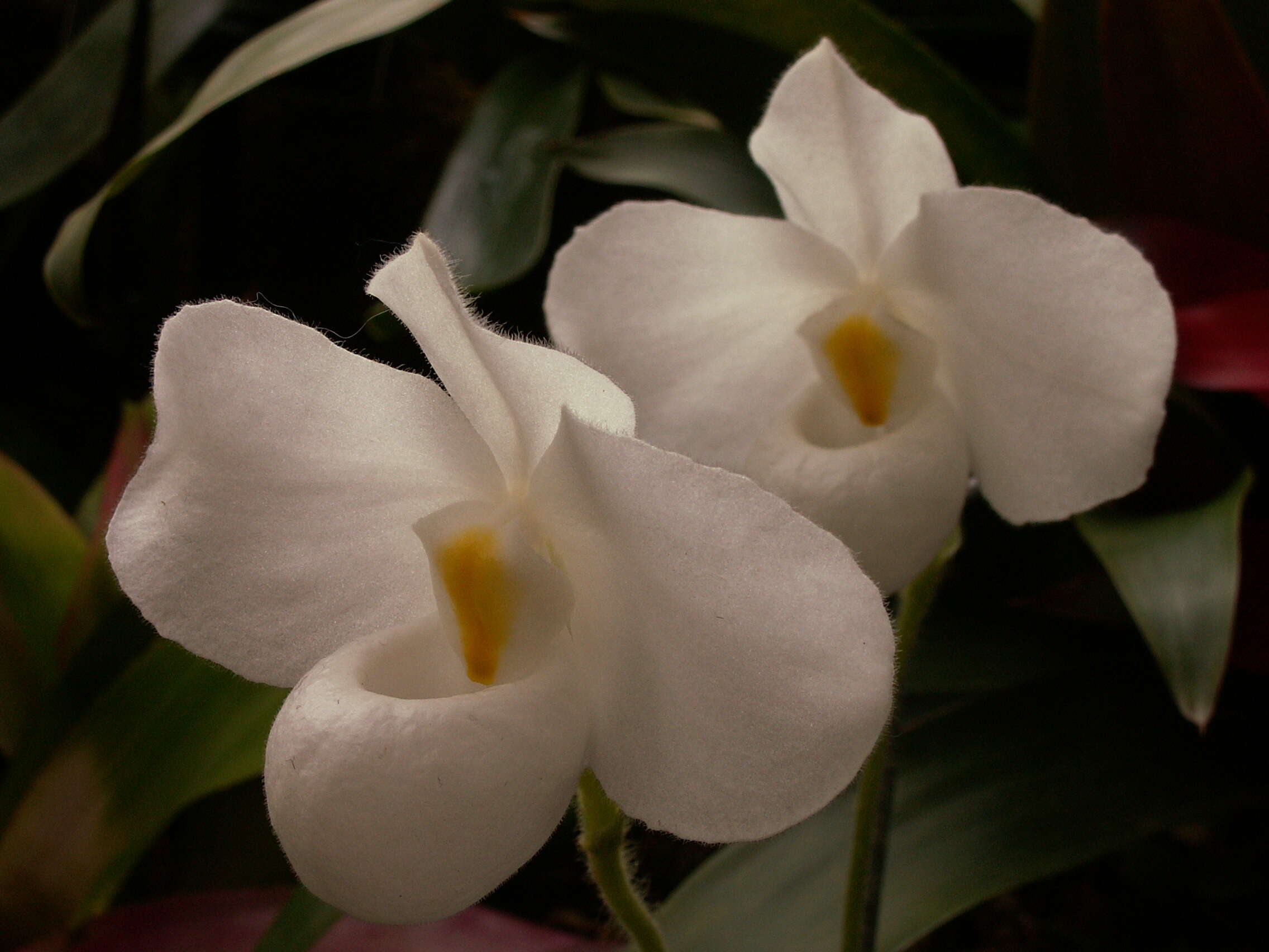 Image de Paphiopedilum delenatii Guillaumin