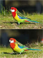 Image of Eastern Rosella