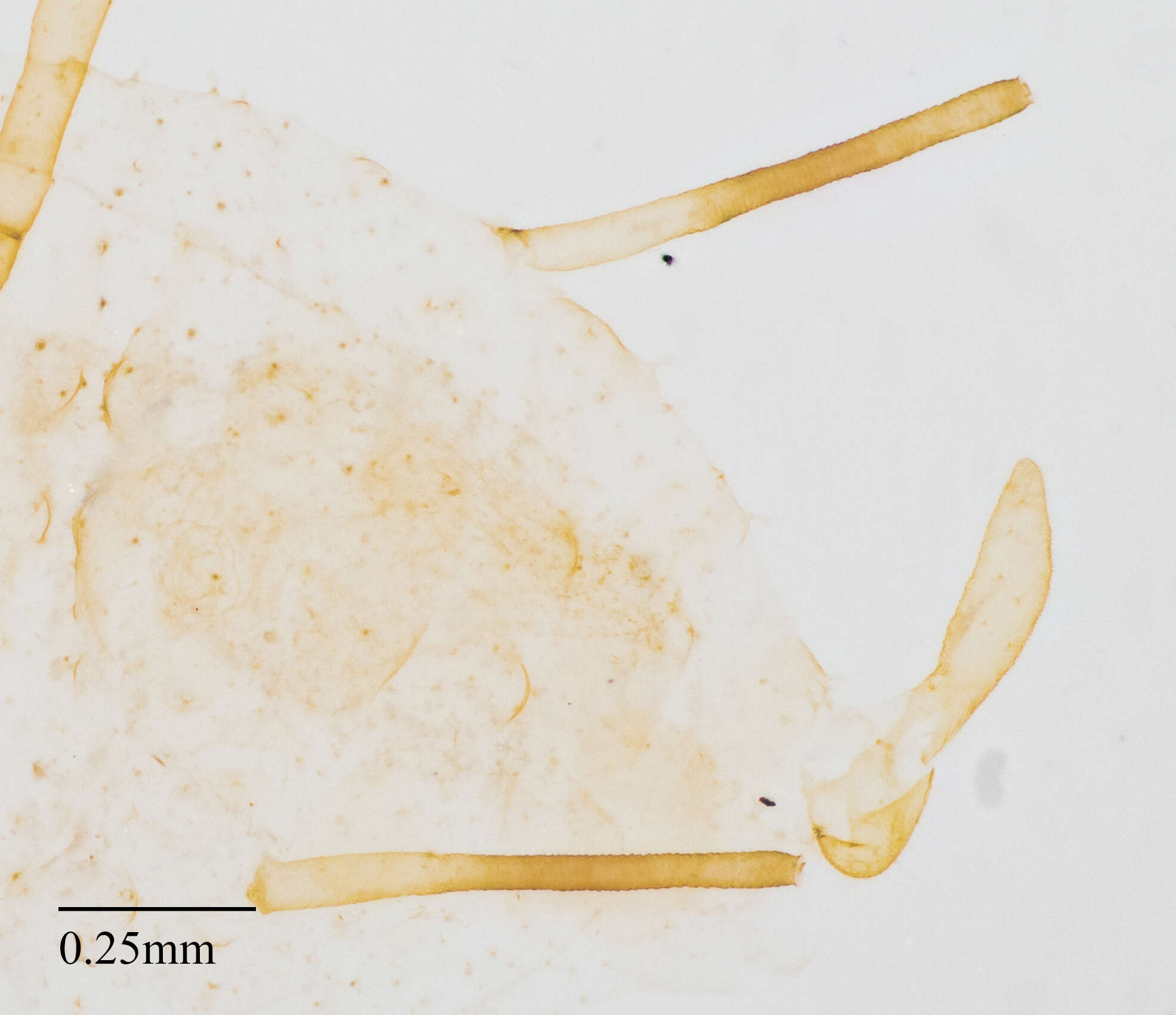 Image of Pleotrichophorus stroudi (Knowlton 1948)