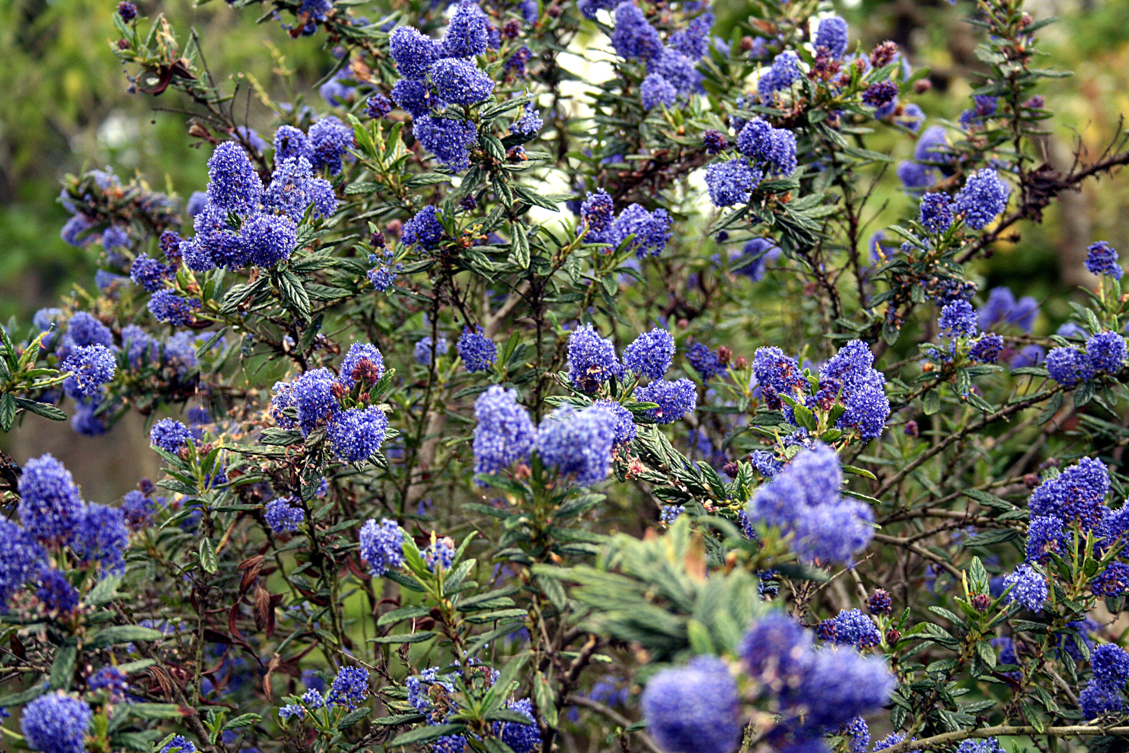 Image of blueblossom