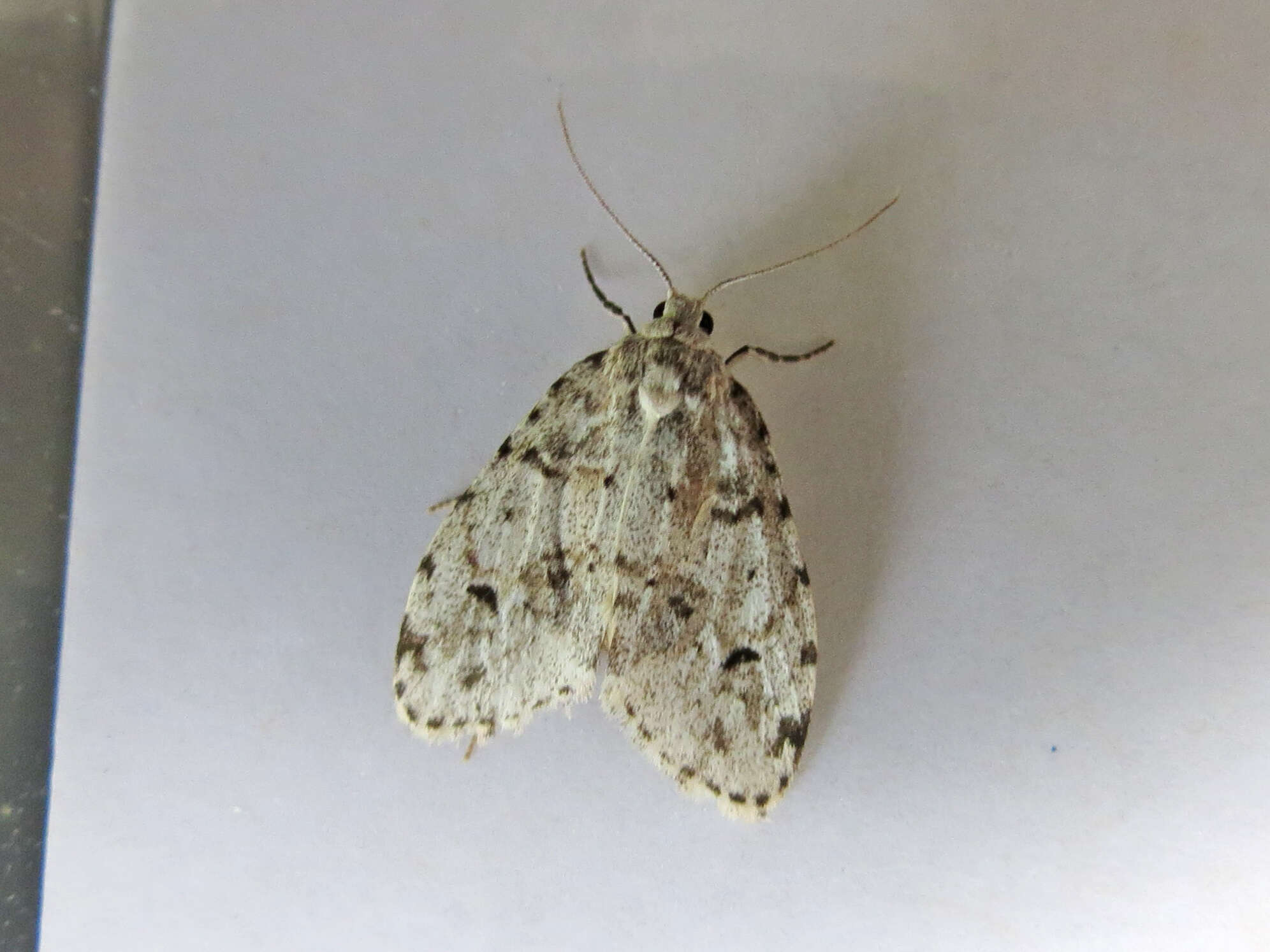 Image of Little White Lichen Moth