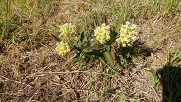 Image of Asclepias mellodora St. Hil.