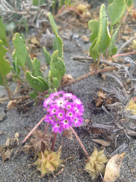 Image of pink sand verbena