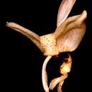 Image of Stanhopea nigripes Rolfe