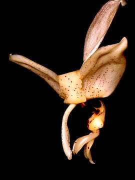 Image of Stanhopea nigripes Rolfe