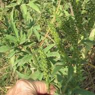 Image of great ragweed