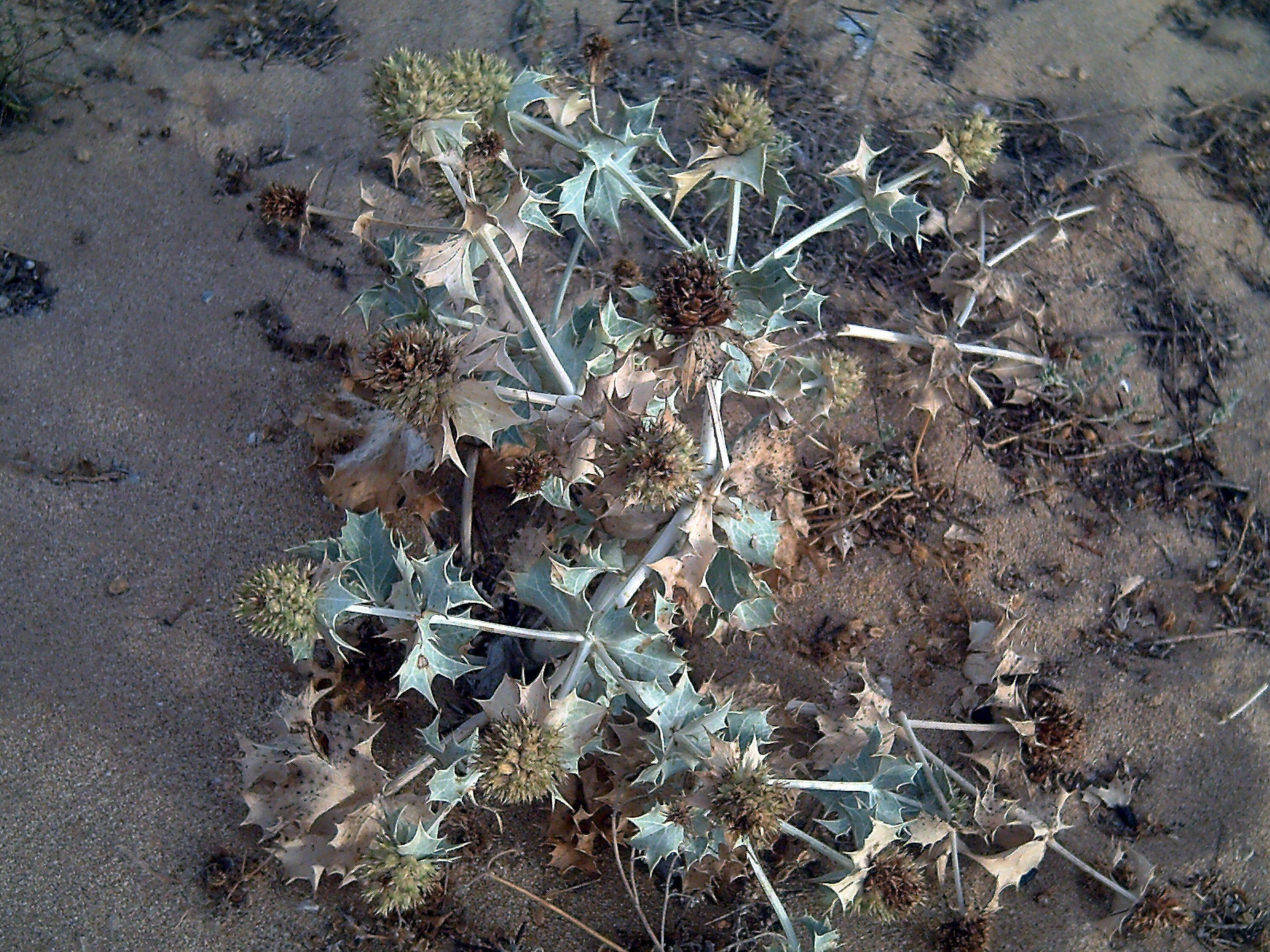 Image de Panicaut de mer