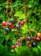 Image of Black Currant