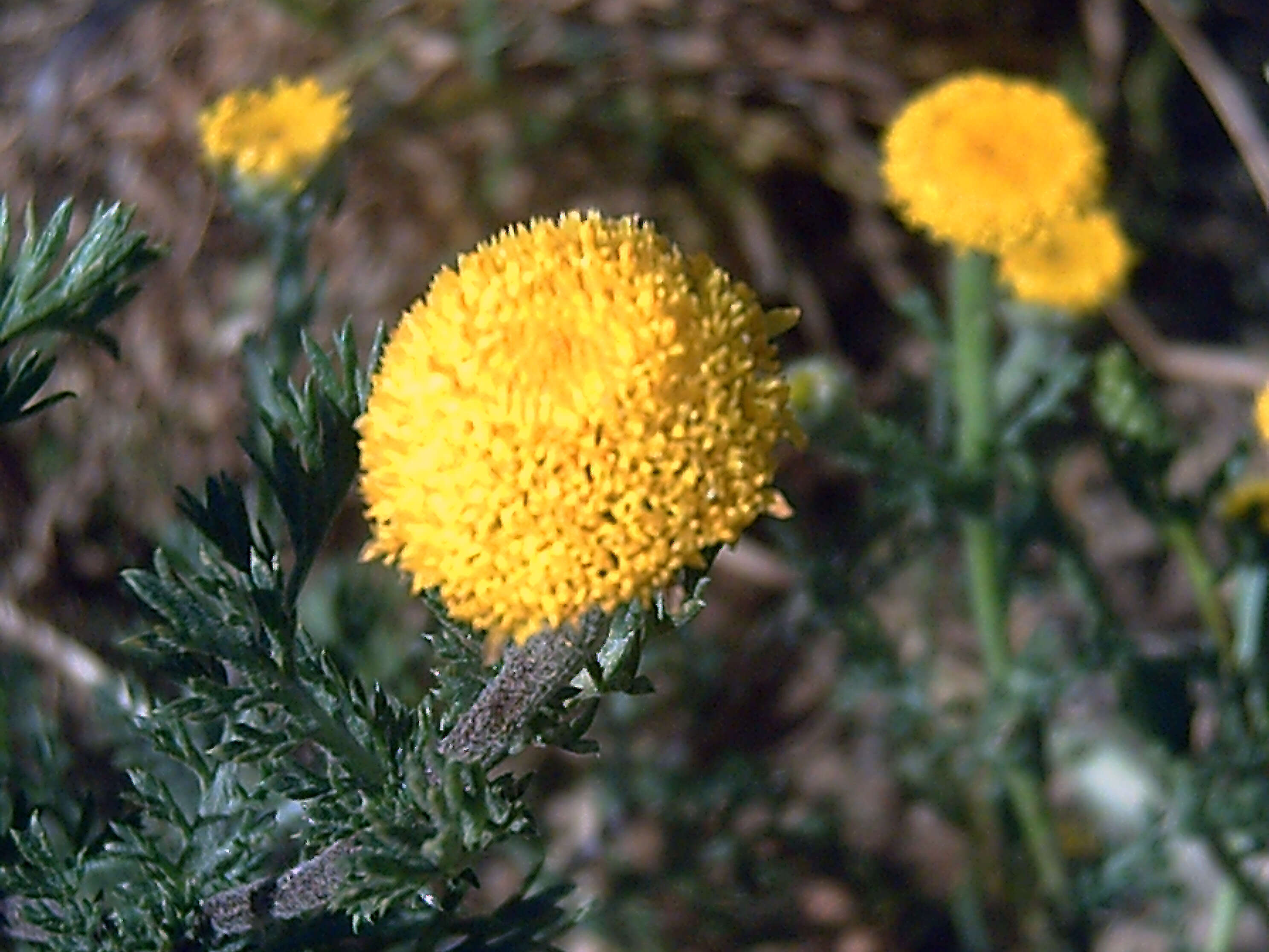 Image of Anacyclus valentinus L.