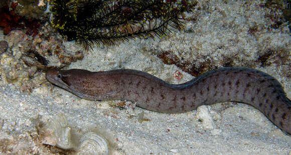 Image of Bar-tail moray