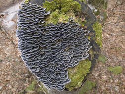 Image of Turkey Tail