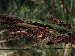 Image of Gahnia melanocarpa R. Br.