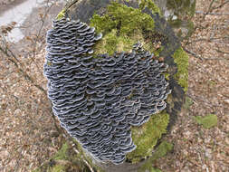 Image of Turkey Tail