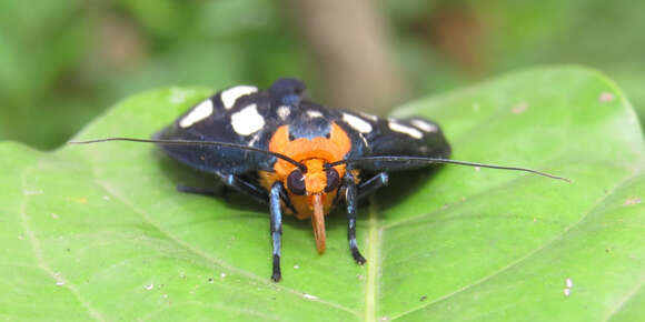 Plancia ëd Macrobrochis gigas Walker 1854