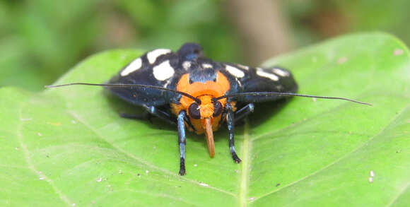 Image of Macrobrochis gigas Walker 1854