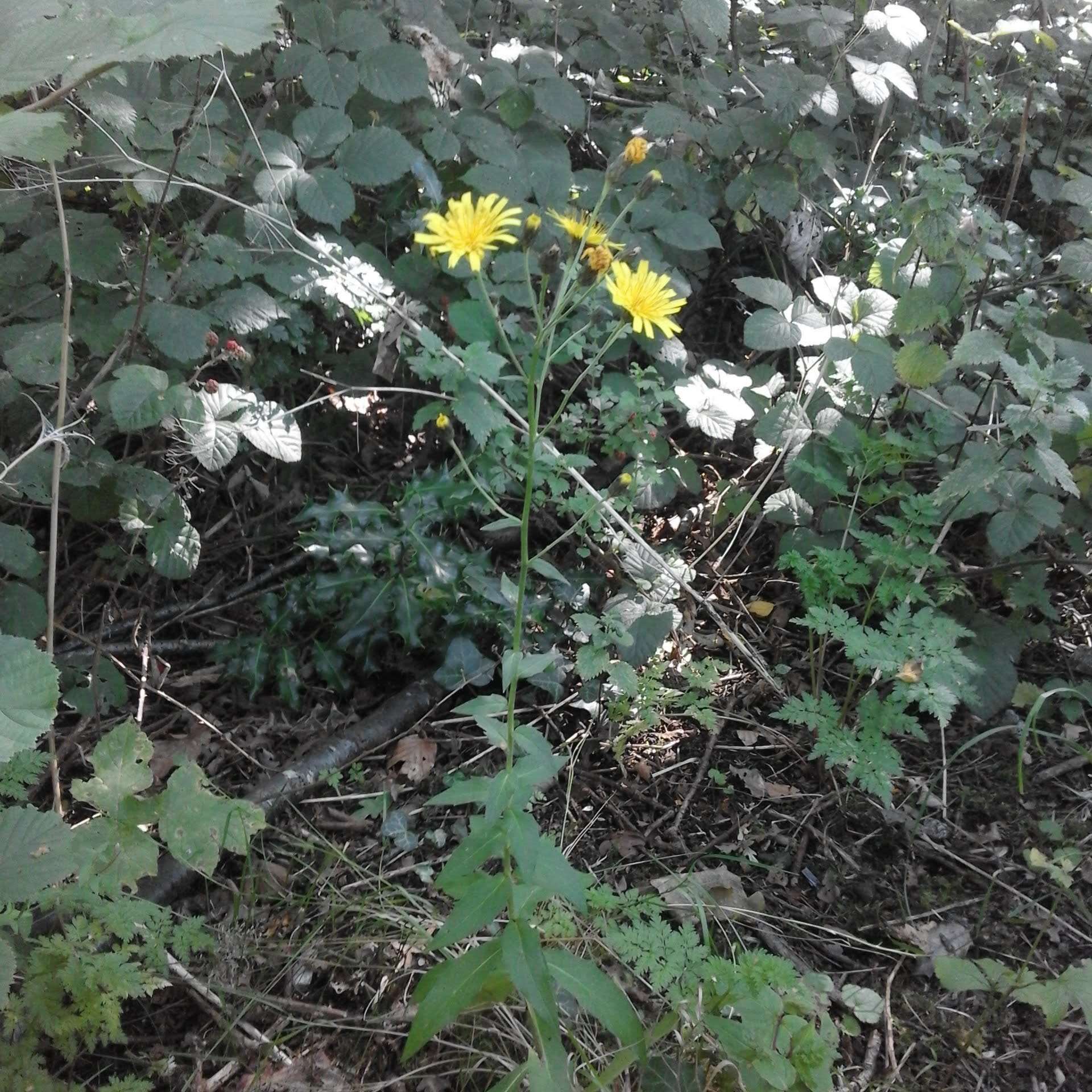 Image of Hieracium sabaudum subsp. vagum (Jord.) Zahn