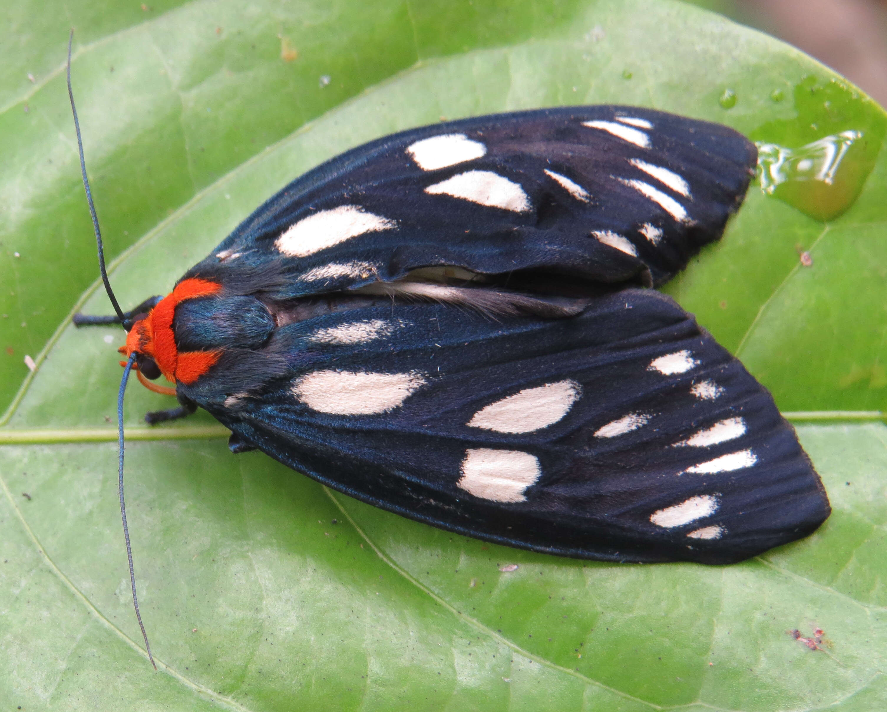 Imagem de Macrobrochis gigas Walker 1854