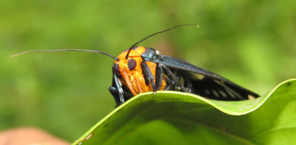 Plancia ëd Macrobrochis gigas Walker 1854