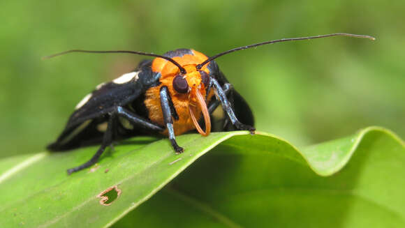 Image of Macrobrochis gigas Walker 1854