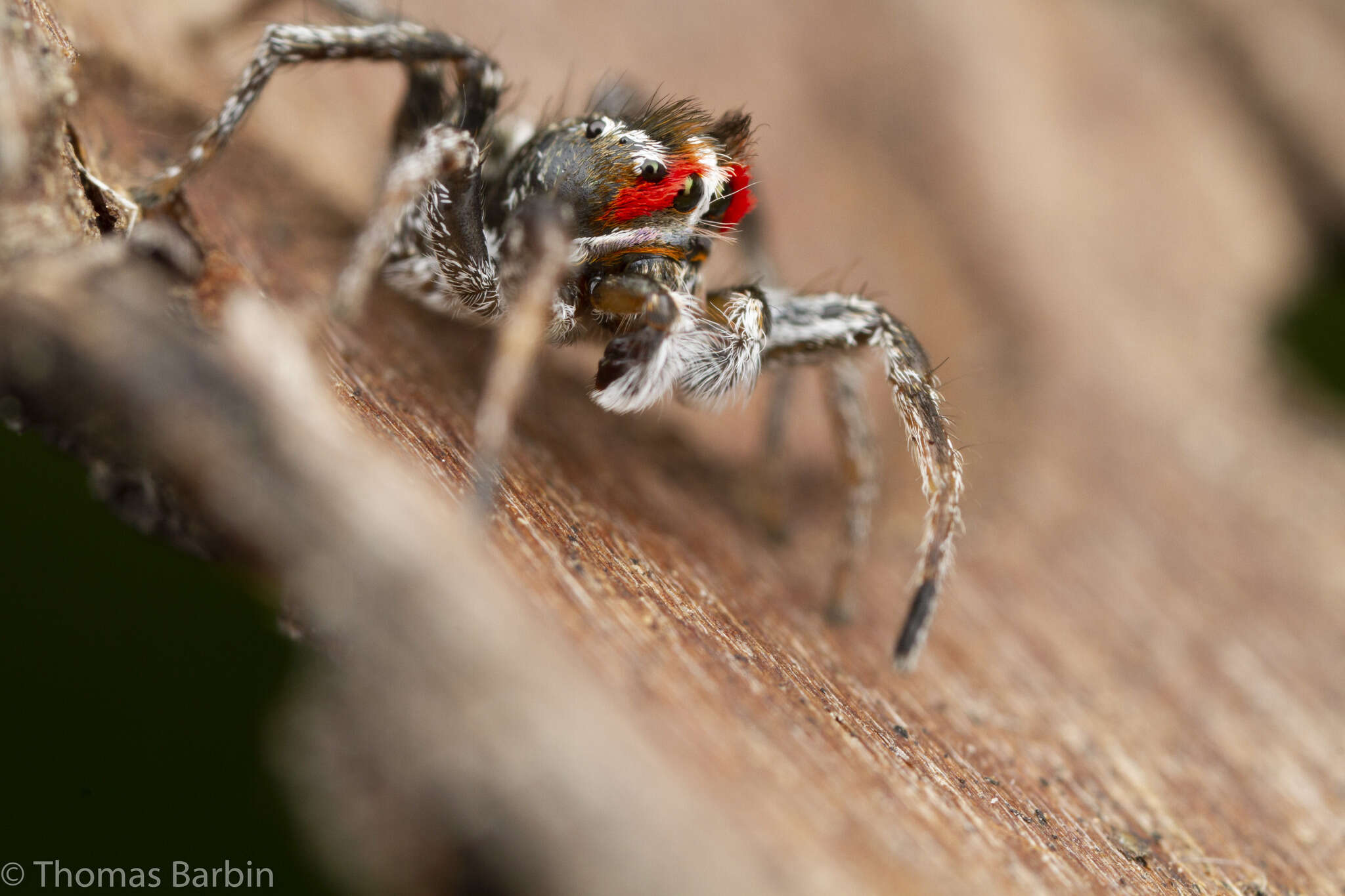 Image of Habronattus sansoni (Emerton 1915)