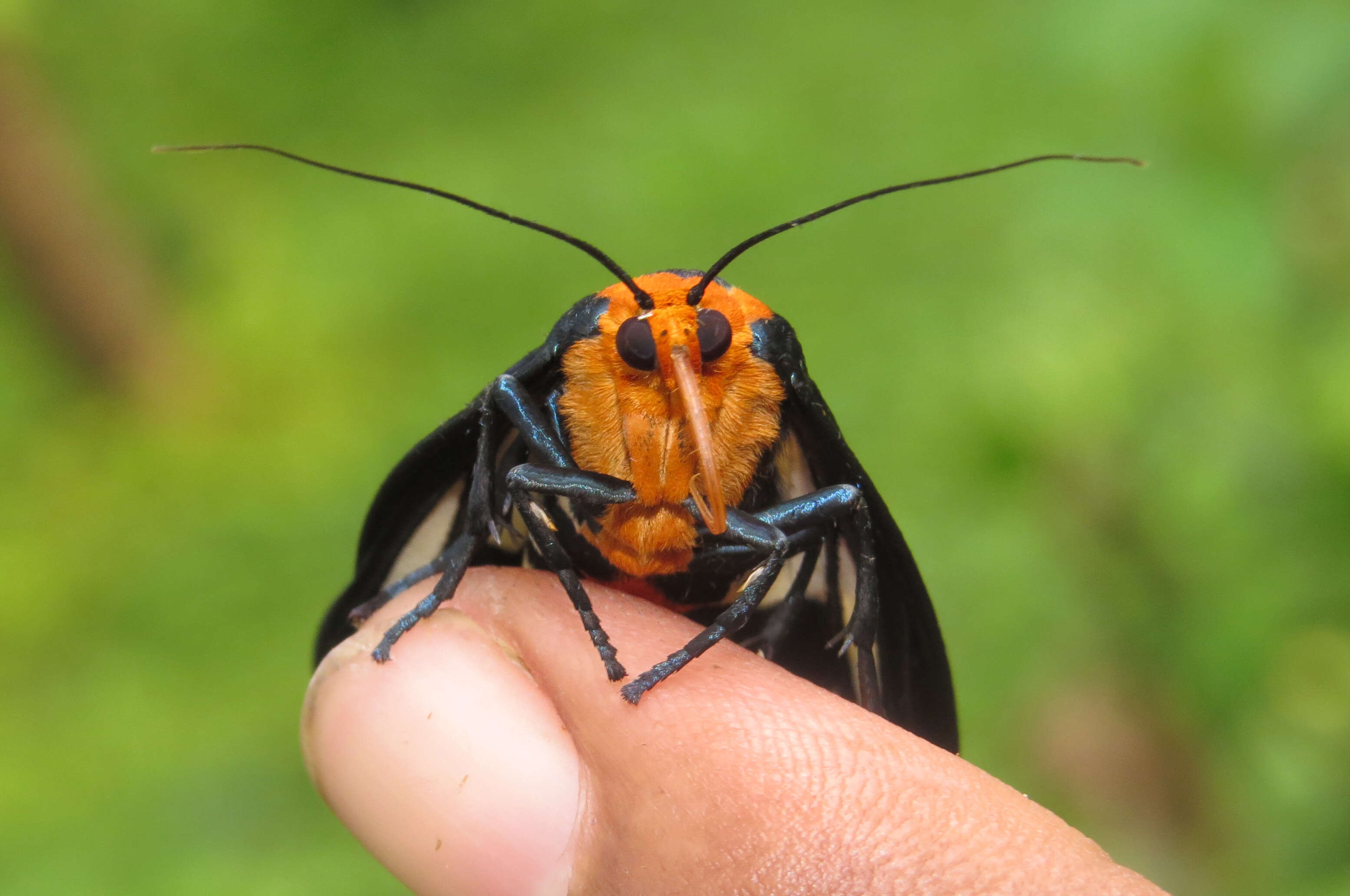 Imagem de Macrobrochis gigas Walker 1854