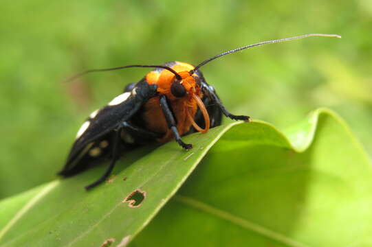 Image of Macrobrochis gigas Walker 1854