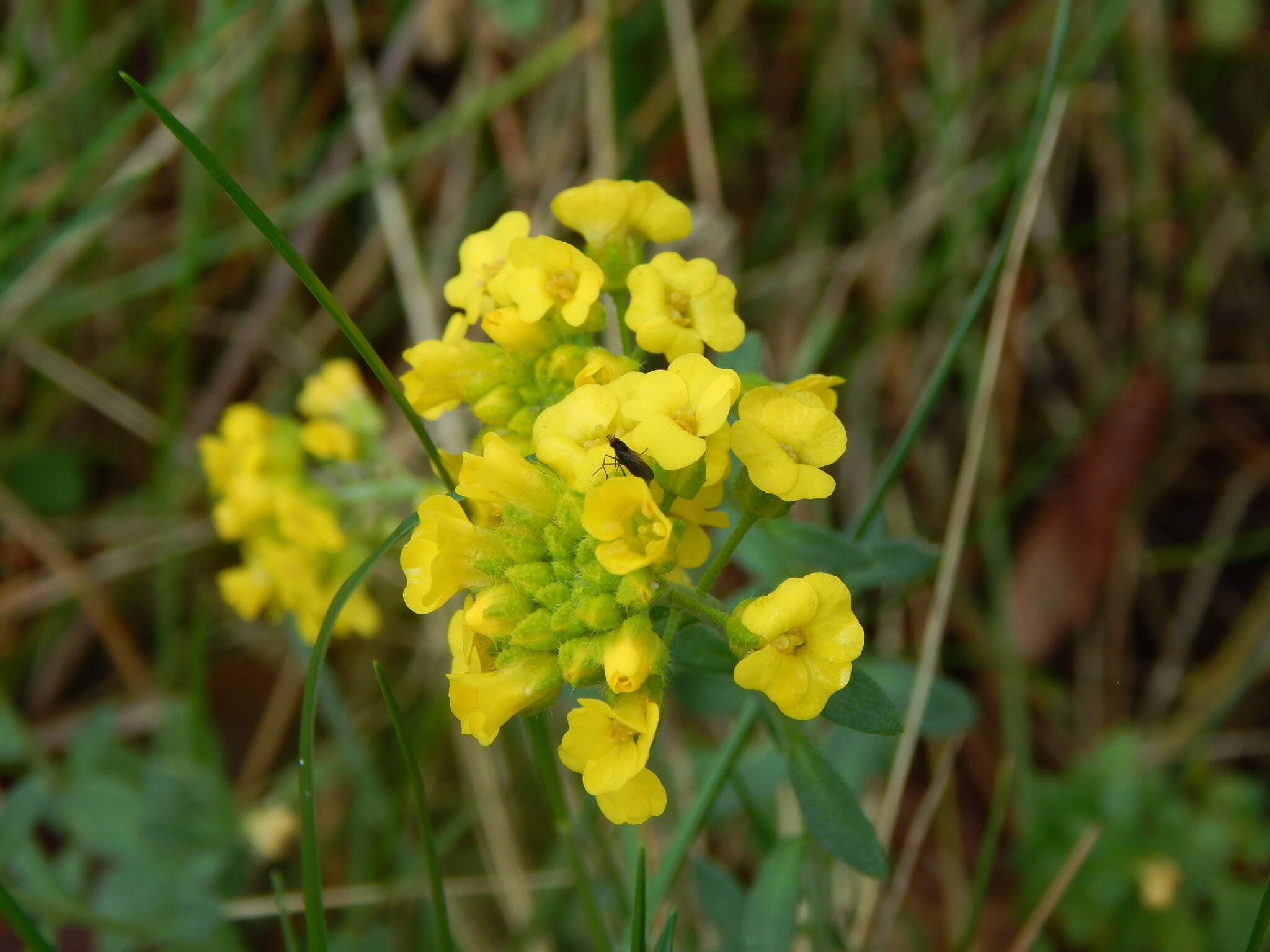 Image de Alyssum montanum subsp. gmelinii (Jord. & Fourr.) Hegi & E. Schmid