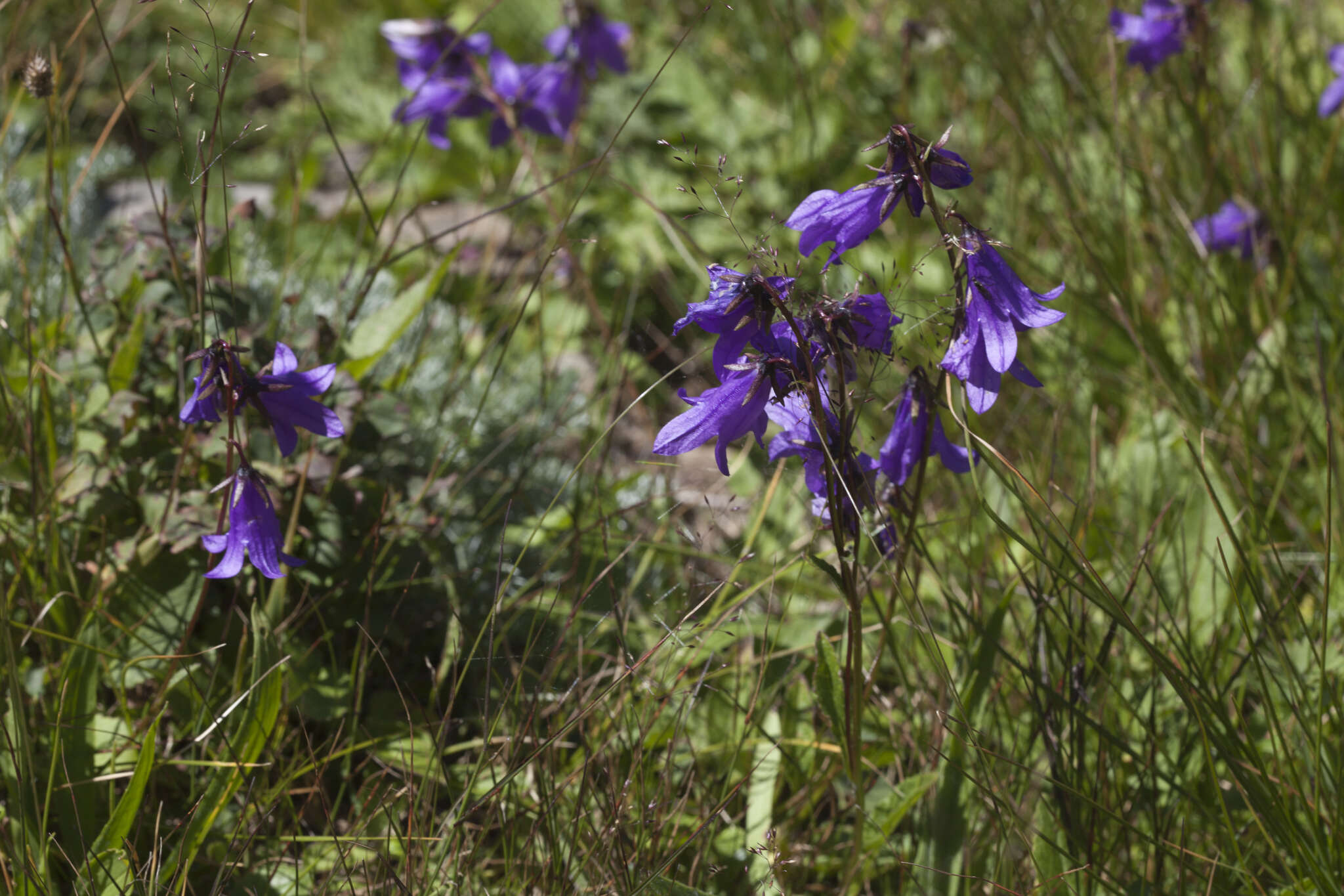 Image of Campanula collina Sims