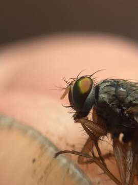 Слика од Pygophora apicalis Schiner 1868