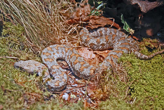 Image of Levant Viper