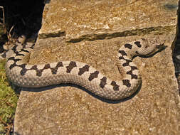 Vipera transcaucasiana Boulenger 1913 resmi