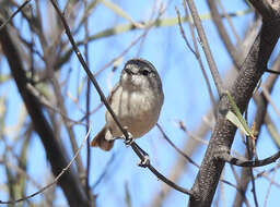 Image of Slaty-backed Thornbill