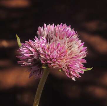 Image of Gomphrena flaccida R. Br.