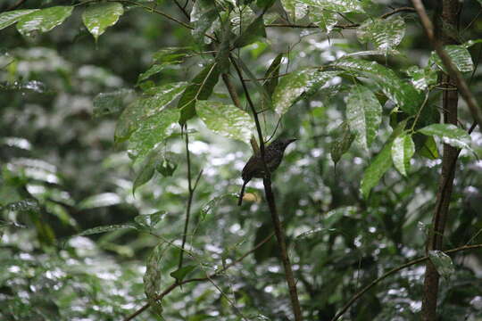 Image of Black-hooded Antshrike