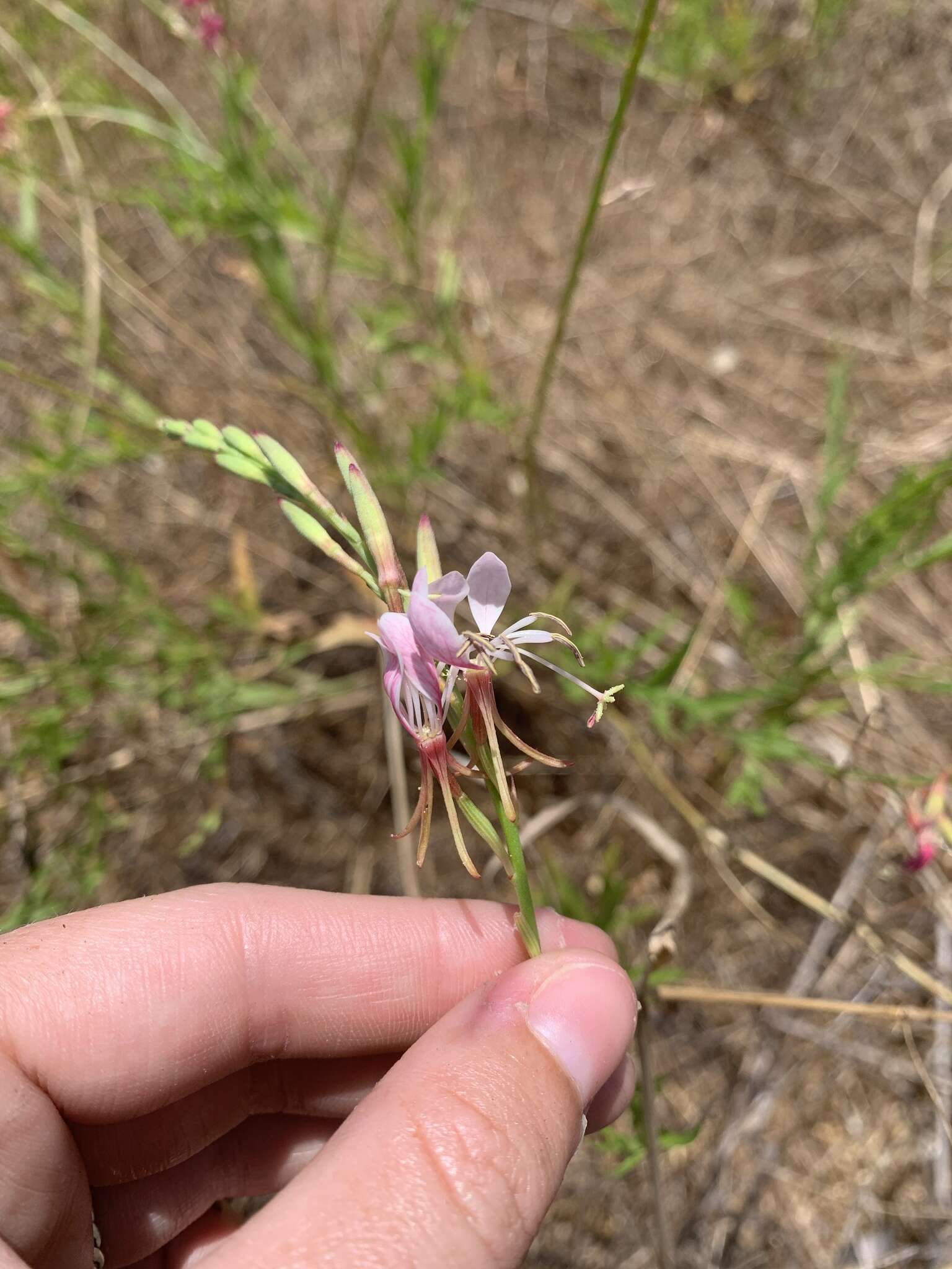 Oenothera hispida (Benth.) W. L. Wagner, Hoch & Zarucchi resmi