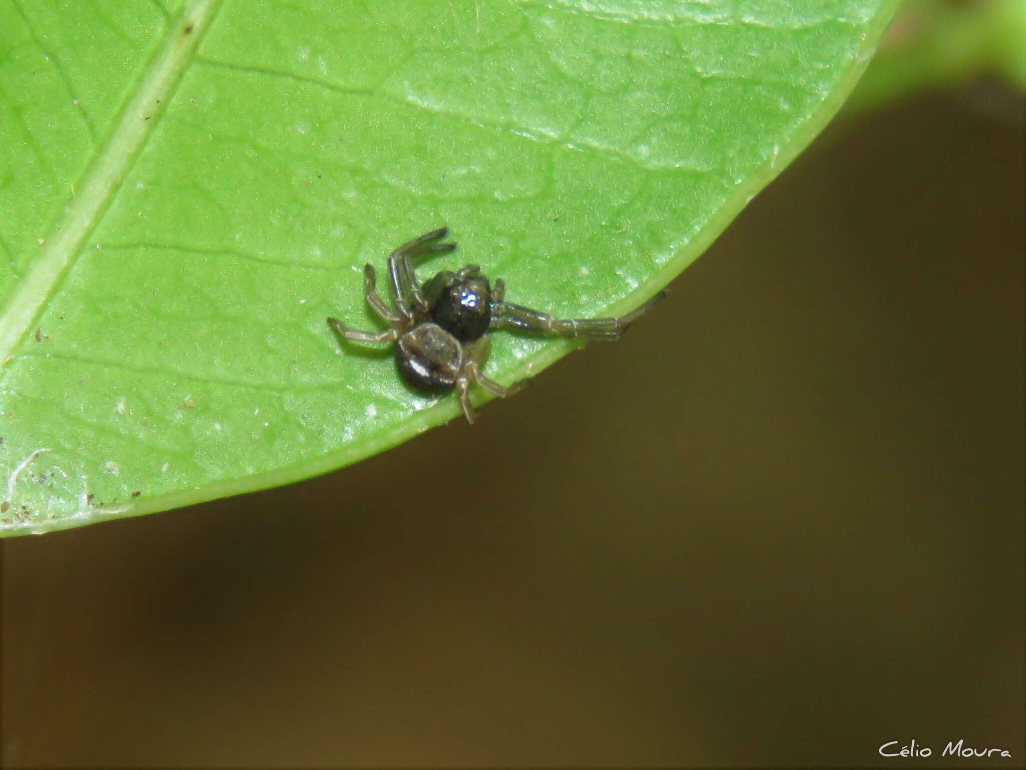 Imagem de Strophius albofasciatus Mello-Leitão 1929