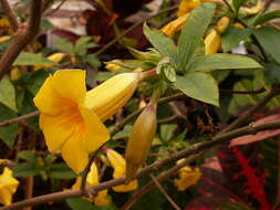 Image of bush allamanda