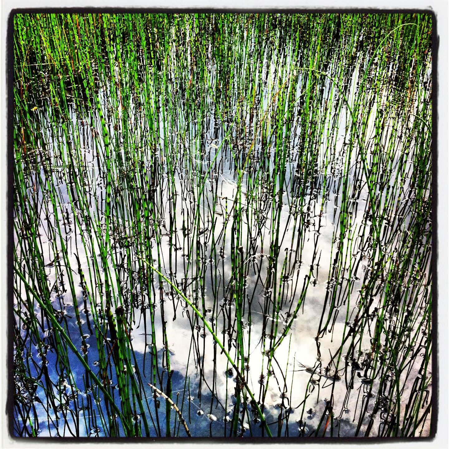 Image of Water Horsetail